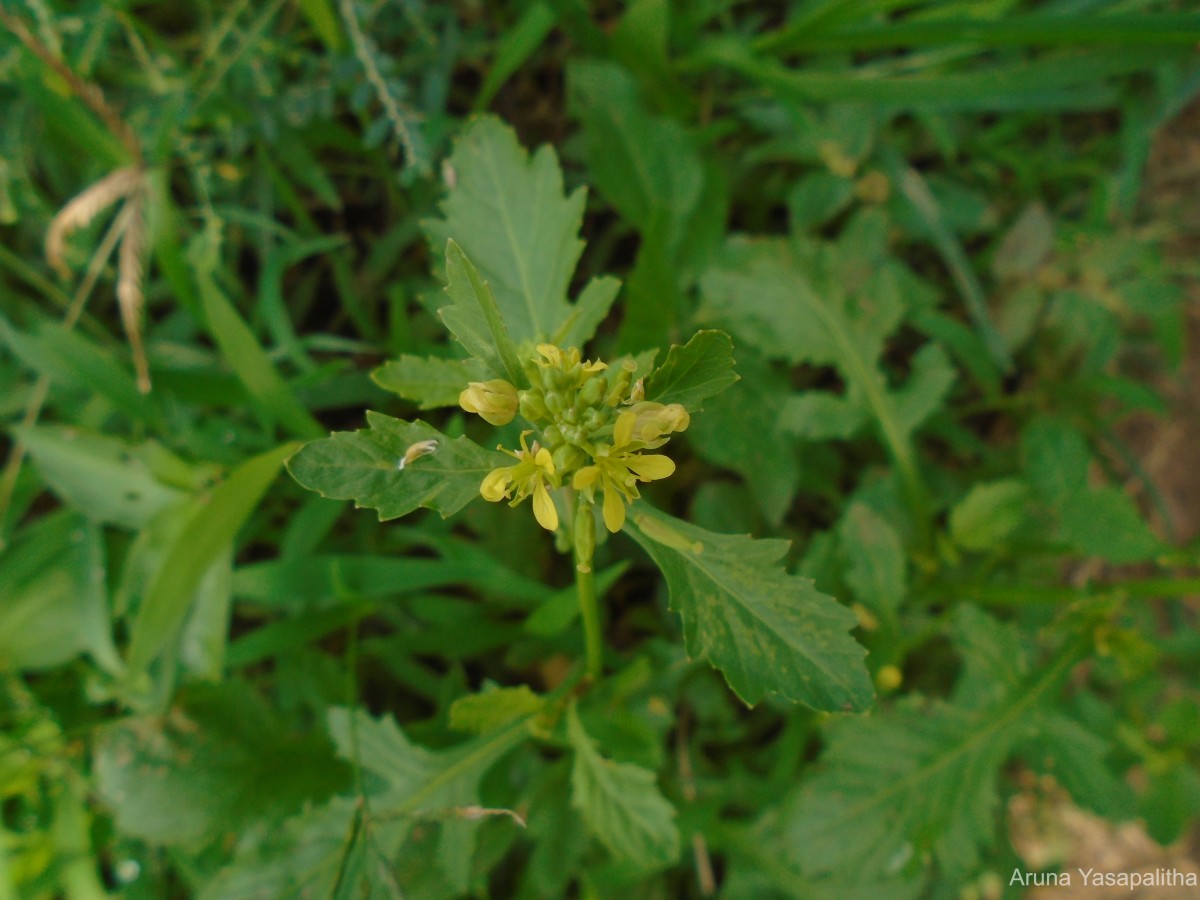 Rorippa indica (L.) Hiern